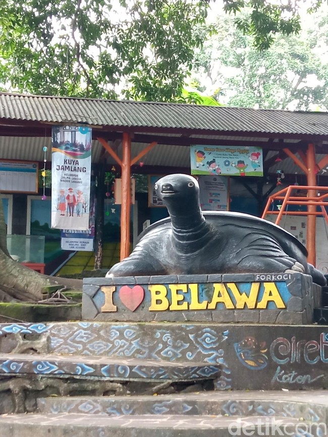Melihat Siklus Hidup Kuya di Desa Belawa, Mulai Tukik hingga Dewasa
