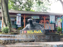 Melihat Siklus Hidup Kuya di Desa Belawa, Mulai Tukik hingga Dewasa