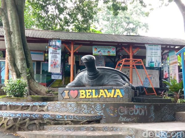 Melihat Siklus Hidup Kuya di Desa Belawa, Mulai Tukik hingga Dewasa