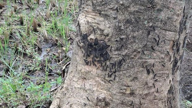 Petugas damkar mengatasi teror ulat bulu di Kuningan.