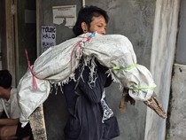 Pria Dikira Bawa Mayat Ternyata Gendong Biawak, Buat Apa?