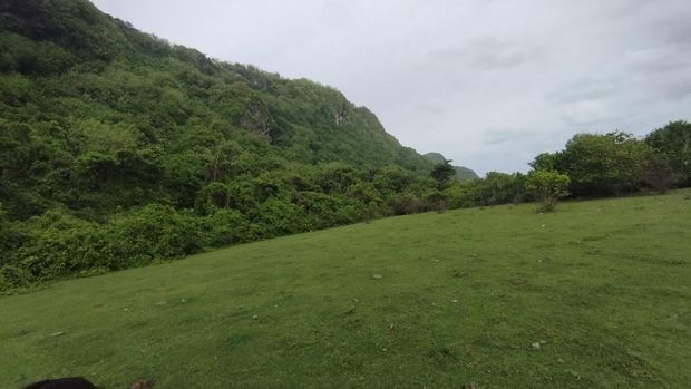 Sabana di Pantai Nunggalan, Badung, Bali, Sabtu (7/2/2026). Padang rumput berlatar bukit dan pantai itu menjadi daya tarik wisatawan Pantai Nunggalan.