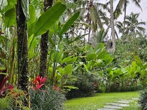Suasana Ubud di Kala Hujan, Syahdu dan Berkesan