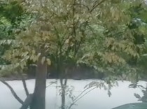 Kebakaran Pabrik Pestisida di Tangsel Sulap Air Sungai Jadi Putih, Ikan Mati