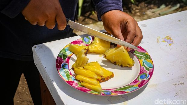 Budidaya nanas jumbo di Kampung Nanas Amargaluwih Jumbo, Seyegan, Sleman Budidaya nanas jumbo di Kampung Nanas Amargaluwih Jumbo, Seyegan, Sleman