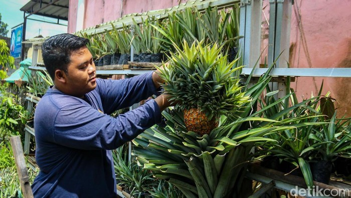 Budidaya nanas jumbo di Kampung Nanas Amargaluwih Jumbo, Seyegan, Sleman
