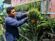 Melihat Kampung Nanas Jumbo di Seyegan, Modal 1 Bibit Tembus 10 Ribu Batang
