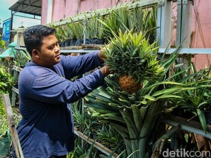 Melihat Kampung Nanas Jumbo di Seyegan, Modal 1 Bibit Tembus 10 Ribu Batang