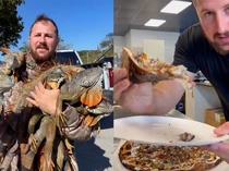 Cuaca Dingin Bikin Iguana Jatuh dari Pohon, Kini Malah Jadi Topping Pizza