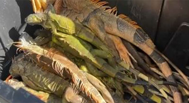 Cuaca Dingin Bikin Iguana Jatuh dari Pohon, Kini Malah Jadi Topping Pizza