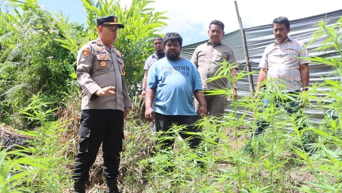 Foto : Suasana Ladang Ganja di Tanah Karo (dok. Polres Tanah Karo)