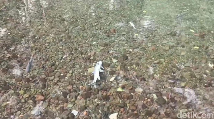 Alarm Wisata Kuningan Saat Ikan Dewa Berguguran