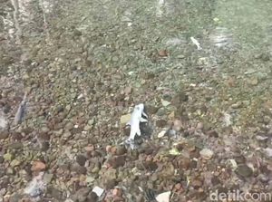 Alarm Wisata Kuningan Saat Ikan Dewa Berguguran