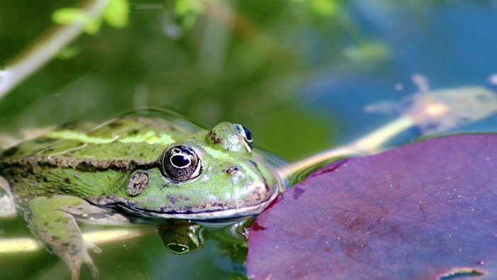 Katak Sering Masuk Kolam Ikan? Begini Cara Usirnya Biar Nggak Datang Lagi