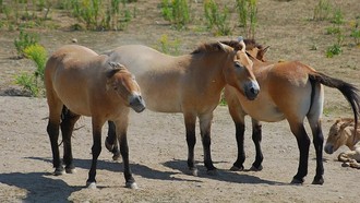 Dikira Kuda Perang Genghis Khan, Ternyata Spesies Langka