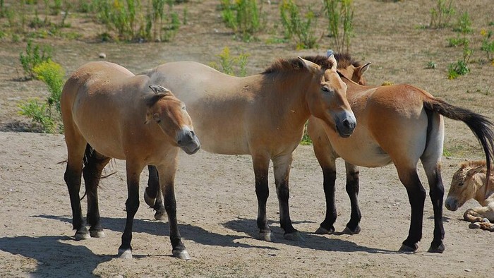 Dikira Kuda Perang Genghis Khan, Ternyata Spesies Langka