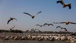 Melihat Surga Pelikan di Delta Sungai Senegal