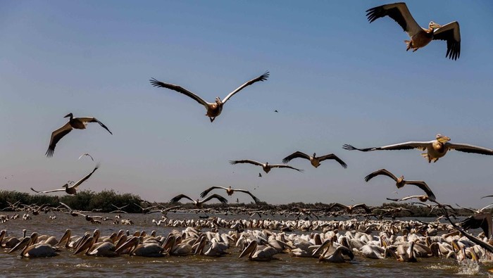 Ribuan pelikan terbang dan bersarang di Djoudj National Bird Sanctuary, situs Warisan Dunia UNESCO di Senegal, salah satu habitat burung air terpenting di Afrika Barat. REUTERS/Zohra Bensemra