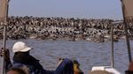 Melihat Surga Pelikan di Delta Sungai Senegal