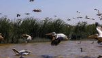 Melihat Surga Pelikan di Delta Sungai Senegal