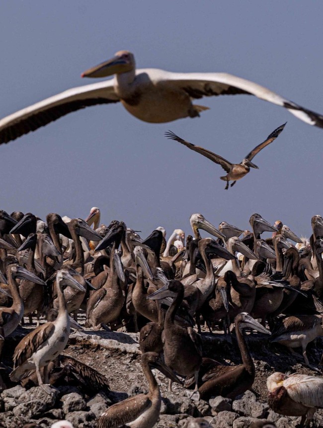 Melihat Surga Pelikan di Delta Sungai Senegal