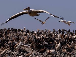 Melihat Surga Pelikan di Delta Sungai Senegal