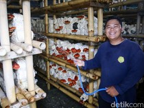 Kisah Jamaludin, Sosok di Balik Suksesnya Jamur Ling Zhi Tembus Pasar Ekspor