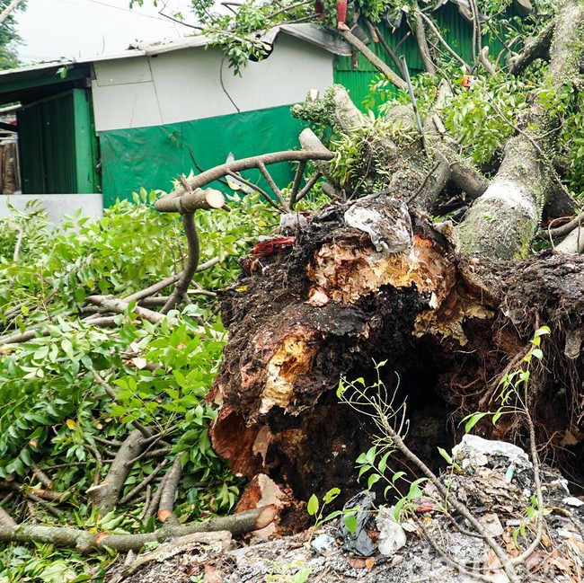 Pohon Tumbang Timpa Warung di Depok