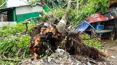 Pohon Tumbang Timpa Warung di Depok