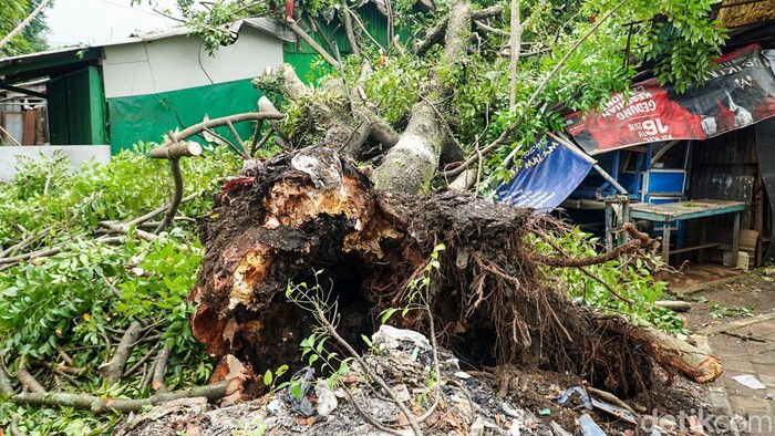 Sebuah pohon tumbang terjadi di Jalan Bahagia Raya, Kota Depok, Senin (9/2/2026). Pohon tumbang tersebut diduga akibat usia yang sudah tua sehingga akarnya tidak lagi kuat menopang batang pohon.