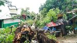 Pohon Tumbang Timpa Warung di Depok