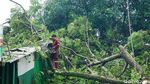 Pohon Tumbang Timpa Warung di Depok