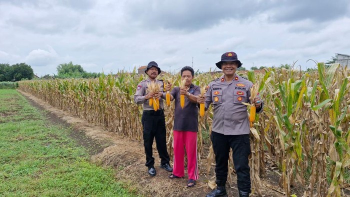 Dukung Ketahanan Pangan, Polisi Sidoarjo Cek Lahan Jagung Siap Panen