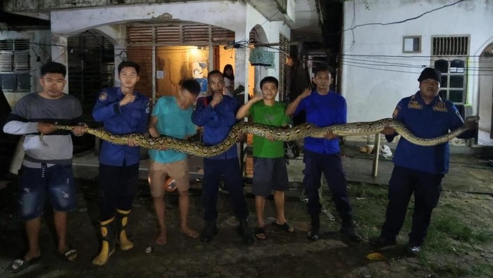 Ngeri Ular Piton 7 Meter Sembunyi di Plafon Rumah Warga Kendari