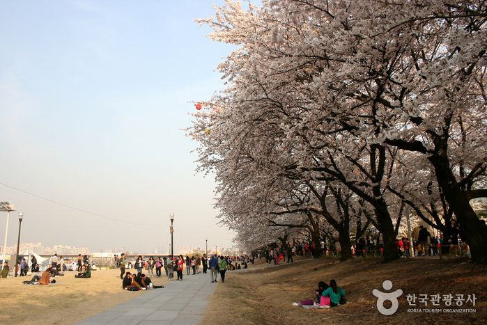Yeouido Spring Flower Festival di Seoul