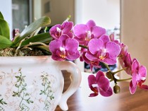 20 Tanaman Pembawa Hoki di Tempat Usaha Menurut Fengsui, Energinya Positif!