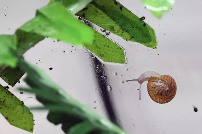 Siput Kecil Ini Hidup Kembali dari Kepunahan