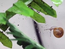 Siput Kecil Ini Hidup Kembali dari Kepunahan