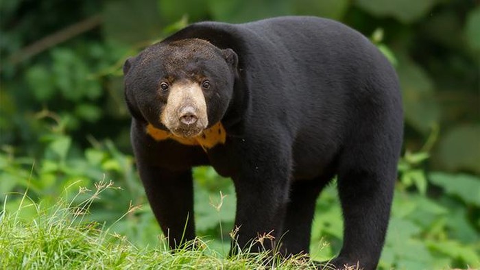 Beruang madu (Helarctos malayanus) di habitat alaminya di Kalimantan Timur.