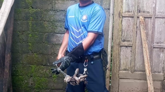 Damkar Satpol PP Boyolali mengevakuasi ular kobra di rumah warga Musuk, Boyolali, Selasa (10/2/2026).