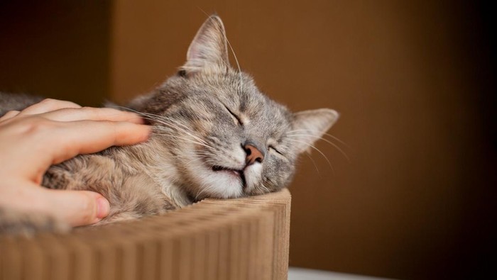 4 Cara Mengatasi Kucing Keracunan, Pertolongan Pertama agar Terselamatkan