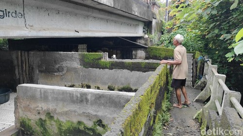 Makrupin saat menunjukkan puluhan ekor kambing miliknya yang terpelihara baik di bawah kolong jembatan Jalan Pitu, Banjar Lateng, Desa Sibangkaja, Badung, Senin (9/2/2026).