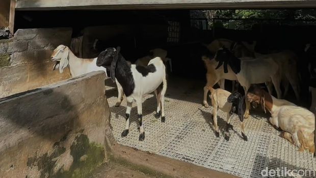 Makrupin saat menunjukkan puluhan ekor kambing miliknya yang terpelihara baik di bawah kolong jembatan Jalan Pitu, Banjar Lateng, Desa Sibangkaja, Badung, Senin (9/2/2026).