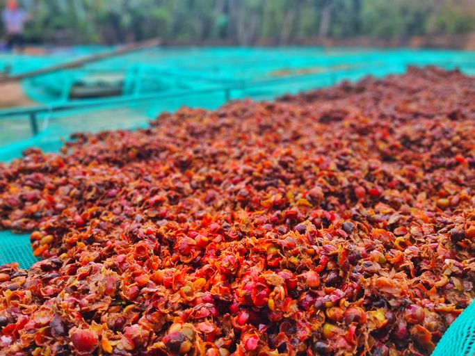 Minuman dari tanaman kopi