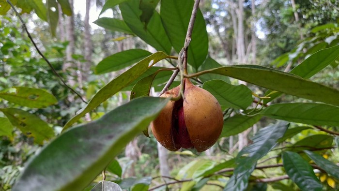 Hikayat Pala dari Pulau Siau