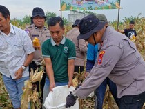 Polisi di Balongbendo Sidoarjo Gelar Panen Raya Jagung Serentak