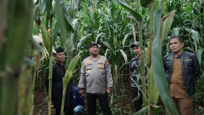 Penanaman jagung oleh Polda Jabar