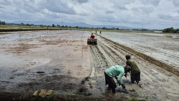 Polres Sukoharjo Polda Jateng bersama Pemkab Sukoharjo serta investor asal Spanyol menanam padi varietas Japonica Tarabas untuk mendukung program pemerintah. (dok Istimewa)