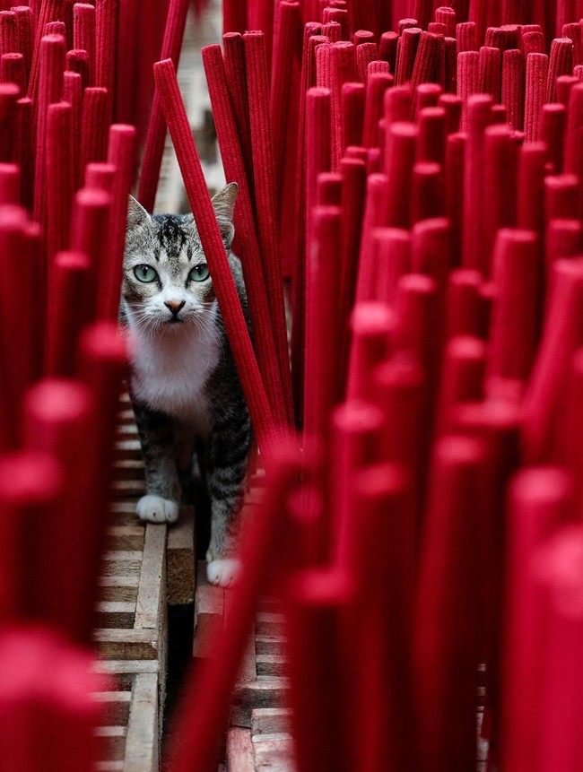 Produksi Dupa Meningkat Jelang Imlek
