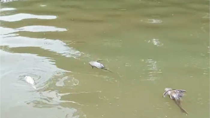 BPBD Susuri Cisadane Tercemar Limbah Usai Kebakaran, Masih Banyak Ikan Mati